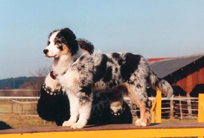 Australian Shepherd Hunde Foto 562 Australian Shepherd Absolutly Magic Altavista