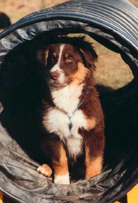 Australian Shepherd Hunde Foto 563 Australian Shepherd Absolutly Magic Avalon