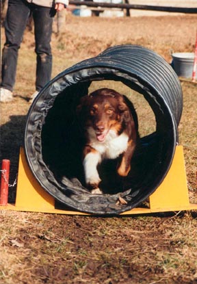 Australian Shepherd Hunde Foto 564 Australian Shepherd Crystalgene's Got Milk im Tunnel
