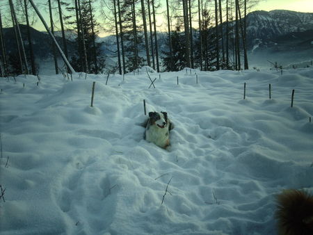 Australian Shepherd Hunde Foto 41006 Australian Shepherd balou im schnee!