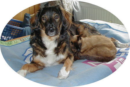 Australian Shepherd Hunde Foto 37314 in höherer Auflösung ansehen Australian Shepherd Samy und Kater Alf