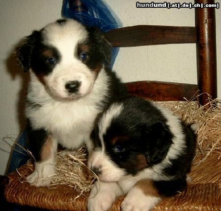 Australian Shepherd Guardian Angel Babies, 6 Wochen