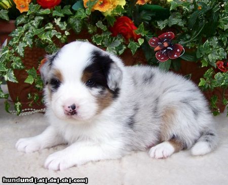 Australian Shepherd Hunde Foto 44414 in höherer Auflösung ansehen Australian Shepherd Nayeli Baby