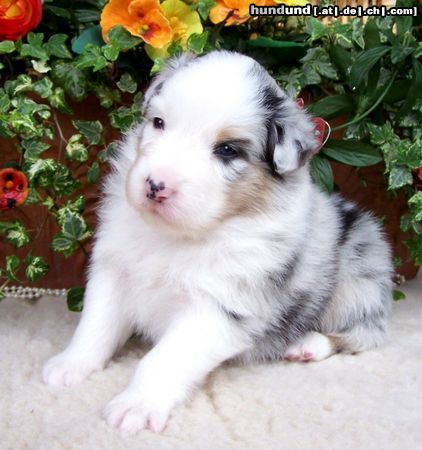 Australian Shepherd Hunde Foto 44415 Australian Shepherd Nayeli Baby