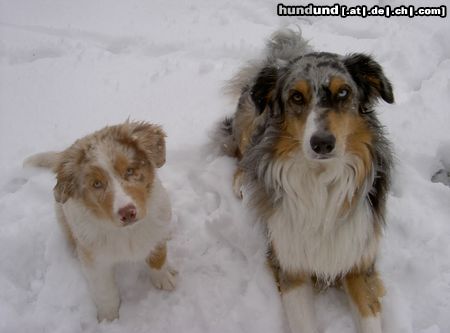 Australian Shepherd Hunde Foto 19471 Australian Shepherd Ajano & Vaykira