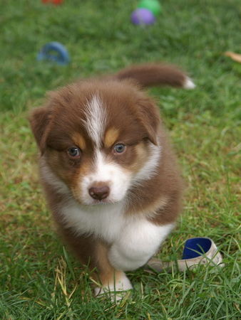 Australian Shepherd Hunde Foto 43407 Australian Shepherd Enya from Black Boy Country