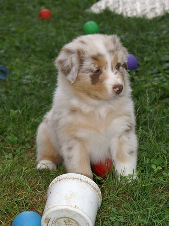 Australian Shepherd Hunde Foto 43404 Australian Shepherd Era-Joy from Black Boy Country