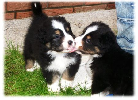 Australian Shepherd Hunde Foto 35722 Australian Shepherd Nayeli Baby! www.nayeli-aussies.de.vu