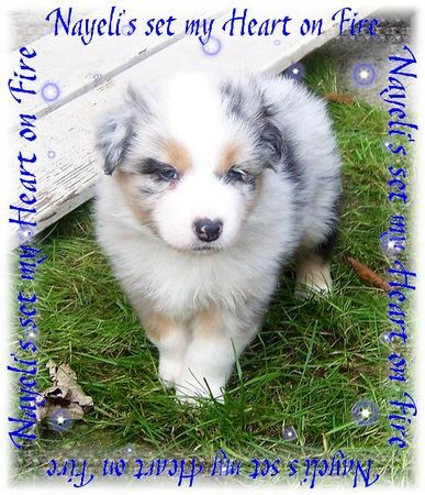 Australian Shepherd Hunde Foto 35719 Australian Shepherd Nayeli Baby! www.nayeli-aussies.de.vu