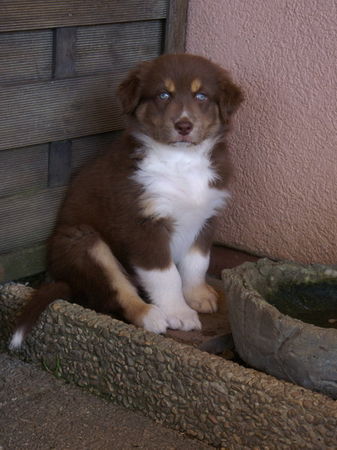 Australian Shepherd Hunde Foto 43409 Australian Shepherd Eilynn from Black Boy Country
