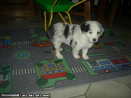 Australian Shepherd Hunde Foto 19887 Australian Shepherd Puschkin 6 Wochen