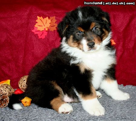 Australian Shepherd der bezaubernde Quentin