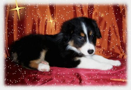 Australian Shepherd Hunde Foto 36168 in höherer Auflösung ansehen Australian Shepherd