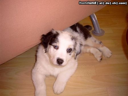 Australian Shepherd Hunde Foto 19888 Australian Shepherd Puschkin 8 Wochen