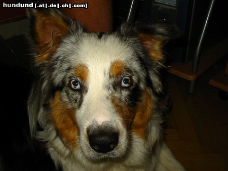 Australian Shepherd Hunde Foto 22760 in höherer Auflösung ansehen Australian Shepherd Ich bin Figaro und auch mit Stehohren lieb