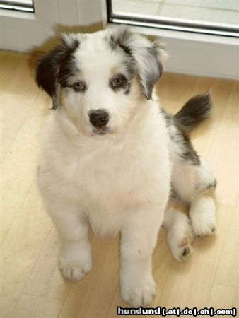 Australian Shepherd Hunde Foto 19891 Australian Shepherd Hallo!