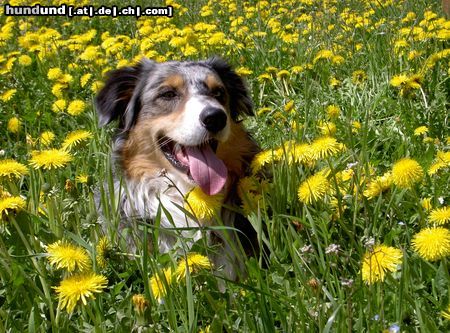 Australian Shepherd Hunde Foto 15624 Australian Shepherd Ajano from Black Boy Country