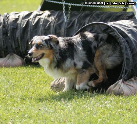 Australian Shepherd Hunde Foto 22995 in höherer Auflösung ansehen Australian Shepherd Ajano liebt Agility