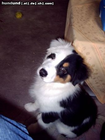 Australian Shepherd Hunde Foto 18319 Australian Shepherd