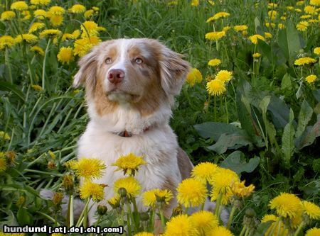 Australian Shepherd Hunde Foto 20831 Australian Shepherd Vaykira im April 05