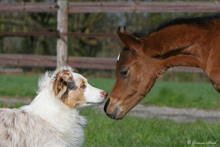 Australian Shepherd Hunde Foto 42931 in höherer Auflösung ansehen Australian Shepherd Australian Shepherd