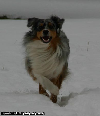 Australian Shepherd Hunde Foto 20842 Australian Shepherd Aramis from Black Boy Country