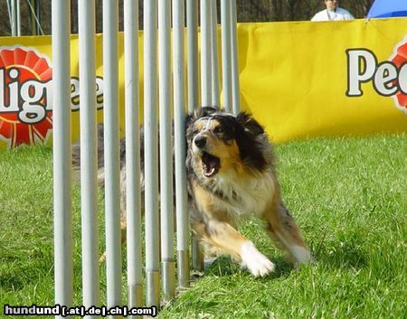 Australian Shepherd Hunde Foto 20843 Australian Shepherd Aramis from Black Boy Country