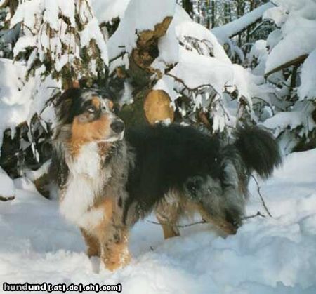 Australian Shepherd Hunde Foto 15909 Australian Shepherd Arthos from Black Boy Country