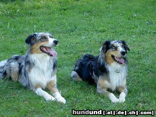 Australian Shepherd Hunde Foto 20123 Australian Shepherd Die Brüder Arthos & Ajano