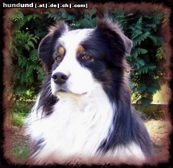 Australian Shepherd Hunde Foto 15987 in höherer Auflösung ansehen Australian Shepherd Artus