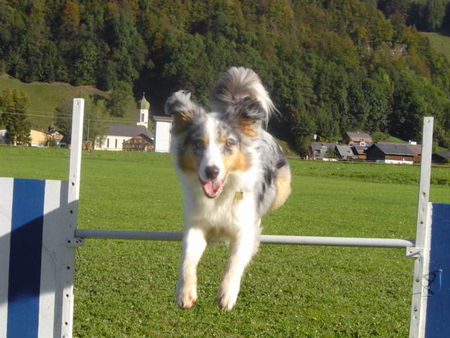 Australian Shepherd Hunde Foto 35825 Australian Shepherd Shayenne du Coral Twivro