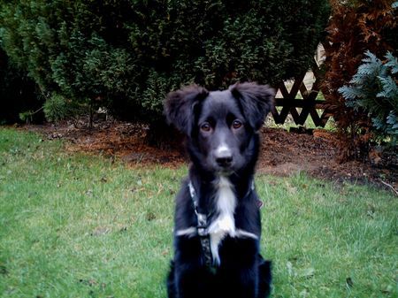 Australian Shepherd Hunde Foto 38538 Australian Shepherd Cira 10 Monate