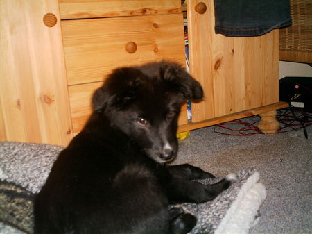 Australian Shepherd Hunde Foto 35120 Australian Shepherd Cira mit 11 wochen