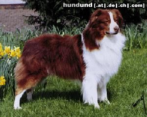 Australian Shepherd Hunde Foto 16215 in höherer Auflösung ansehen Australian Shepherd schöne Farbe! Findet ihr nicht?