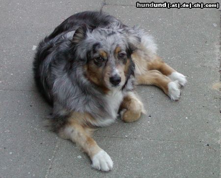 Australian Shepherd Hunde Foto 5410 Australian Shepherd Dschinny alias Jackie von Peppy's Tino Ranch