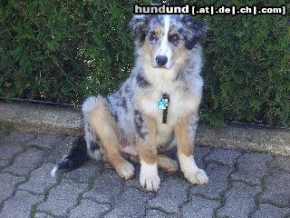 Australian Shepherd Hunde Foto 20825 in höherer Auflösung ansehen Australian Shepherd ...bin ich nicht gewachsen???