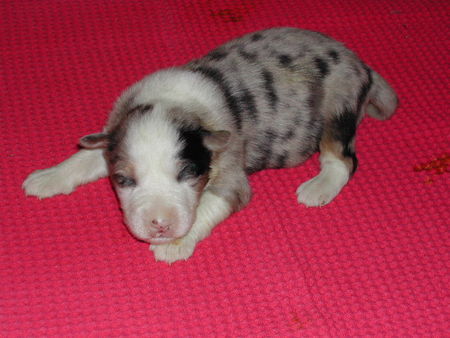Australian Shepherd Hunde Foto 36244 in höherer Auflösung ansehen Australian Shepherd Unser Balu mit 14Tagen!