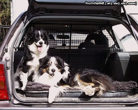 Australian Shepherd Hunde Foto 2785 Australian Shepherd Ein verliebtes Paar