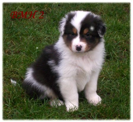 Australian Shepherd Hunde Foto 35762 Australian Shepherd Nayeli Baby 5 Wochen