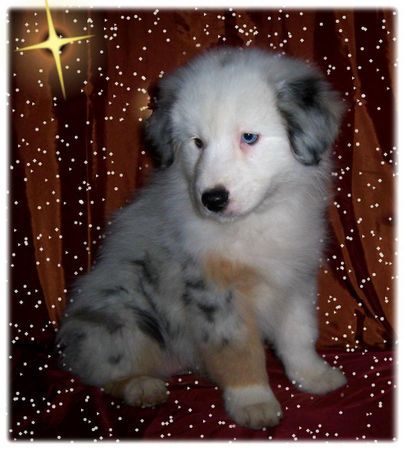 Australian Shepherd Hunde Foto 36167 in höherer Auflösung ansehen Australian Shepherd