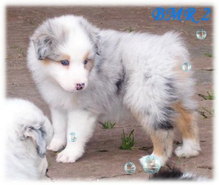 Australian Shepherd Hunde Foto 35761 Australian Shepherd Nayeli Baby 5 Wochen