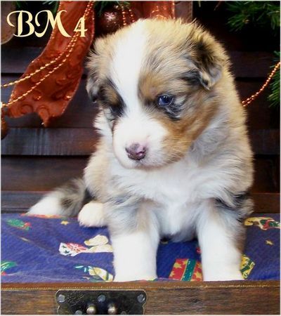 Australian Shepherd Hunde Foto 40568 in höherer Auflösung ansehen Australian Shepherd