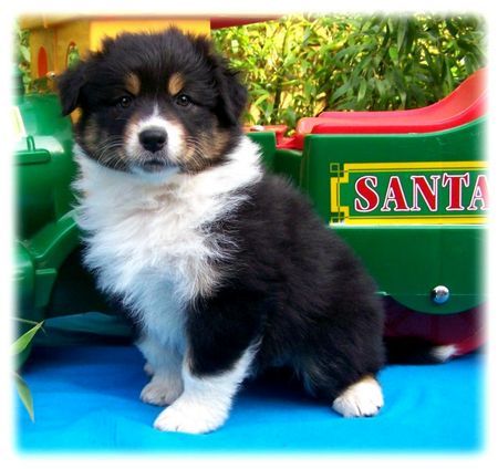 Australian Shepherd