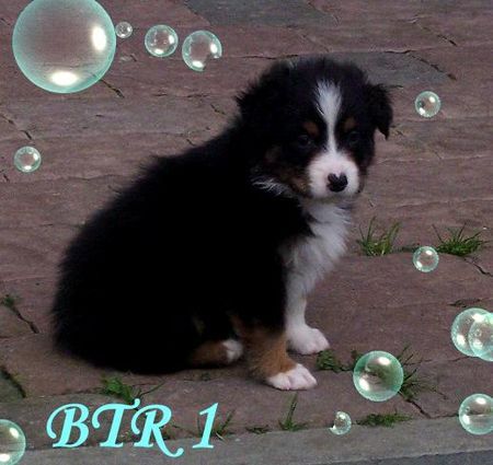 Australian Shepherd Hunde Foto 35763 Australian Shepherd Nayeli Baby 5 Wochen