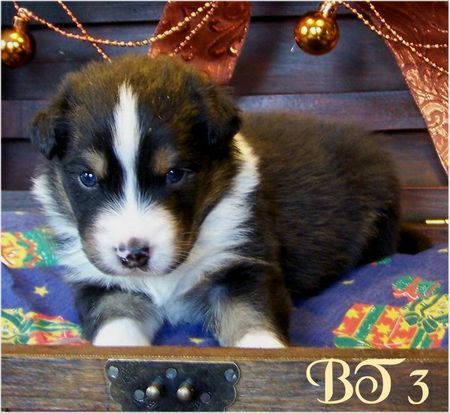 Australian Shepherd Hunde Foto 40567 in höherer Auflösung ansehen Australian Shepherd