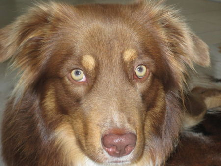 Australian Shepherd Hunde Foto 42348 Australian Shepherd Wann gehts los