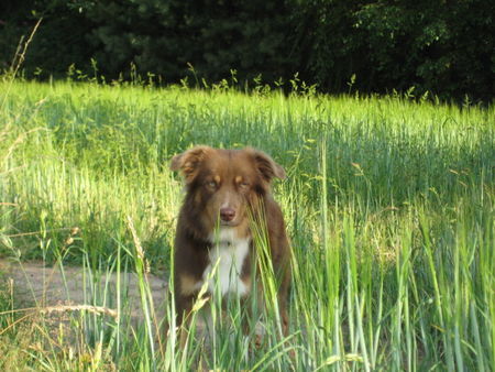 Australian Shepherd Hunde Foto 42350 Australian Shepherd Baily 15 Monate :-)
