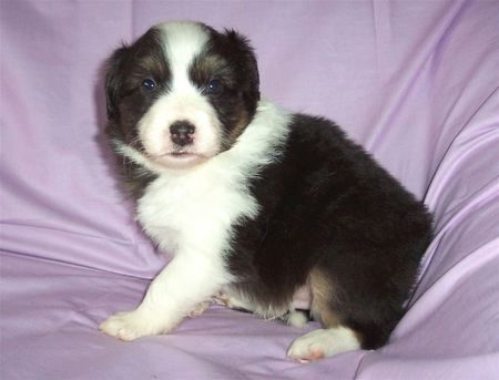 Australian Shepherd Hunde Foto 43279 in höherer Auflösung ansehen Australian Shepherd Balu, geb. 25.10.08 mit 4 Wochen
