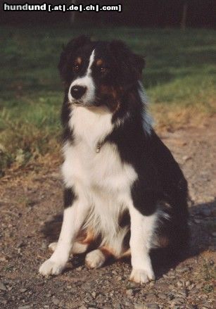Australian Shepherd Hunde Foto 7035 Australian Shepherd Guardian Angels Bandit