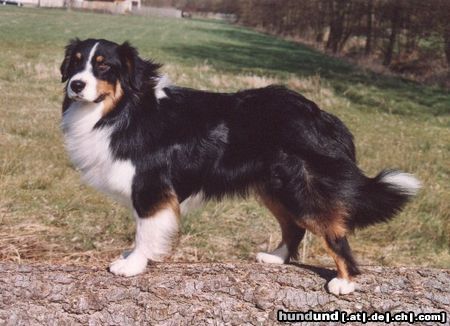 Australian Shepherd Guardian Angel's Bandit